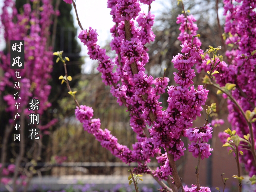 紫；；；；；