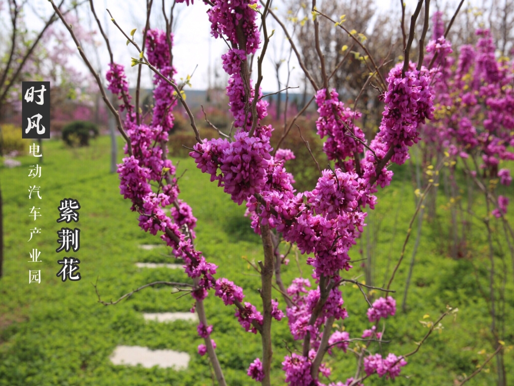 欧博ABG电动工业园紫；；；；；